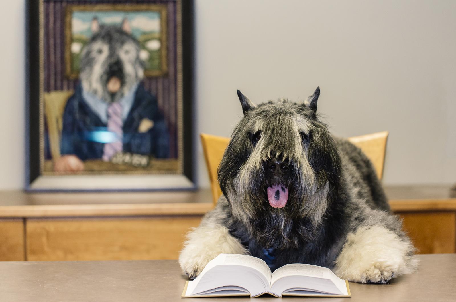 A true law dog, Slater, a shaggy dog wearing a necktie sits at desk in front of an open legal book. Behind Slater is a painting that shows the same dog in a full suit. While the photo is intended to be fun and whimsical, i